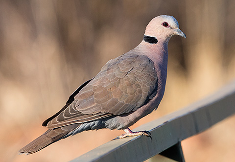Red-eyed Dove